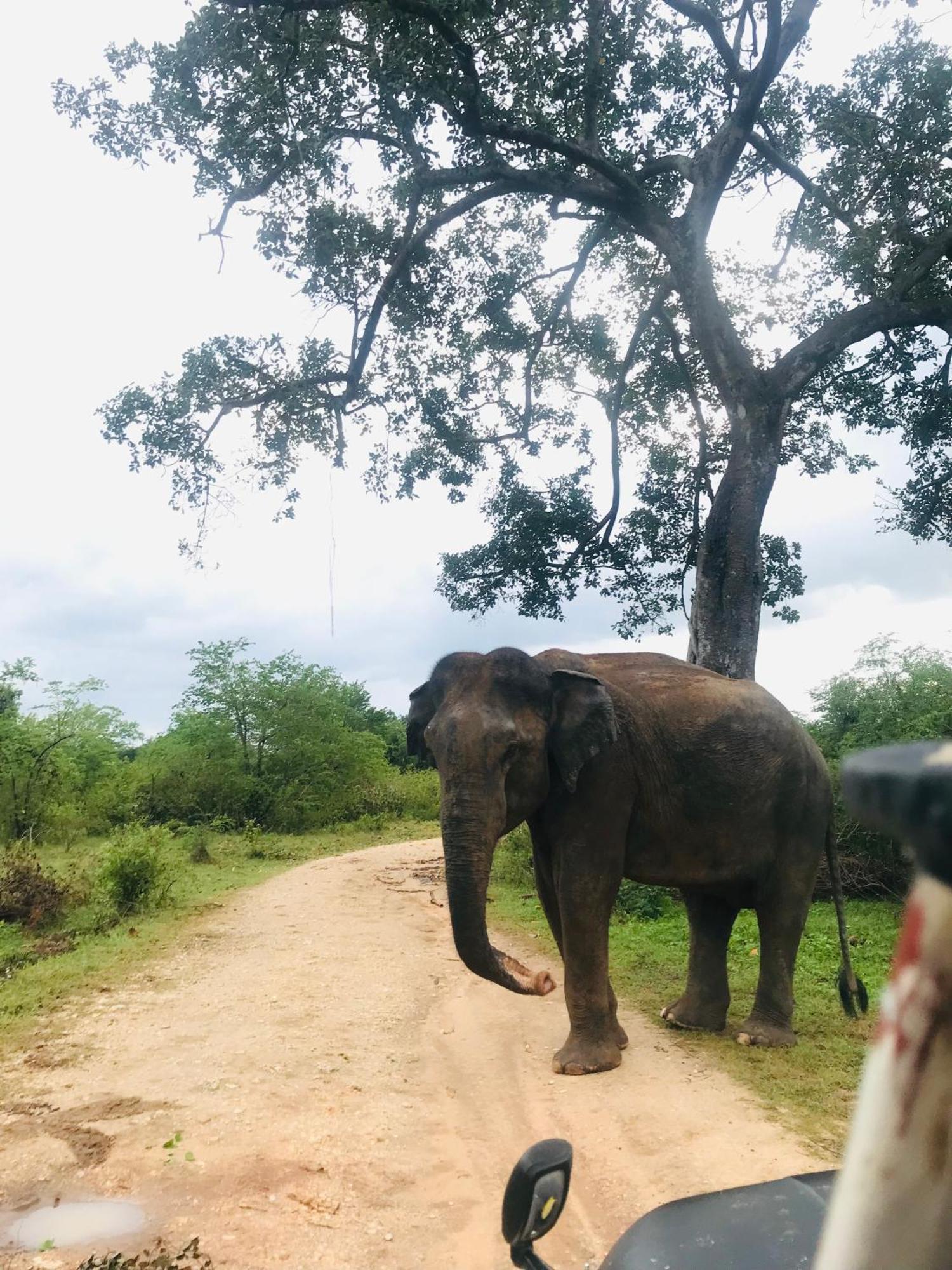 Nature Park Udawalawe Bagian luar foto