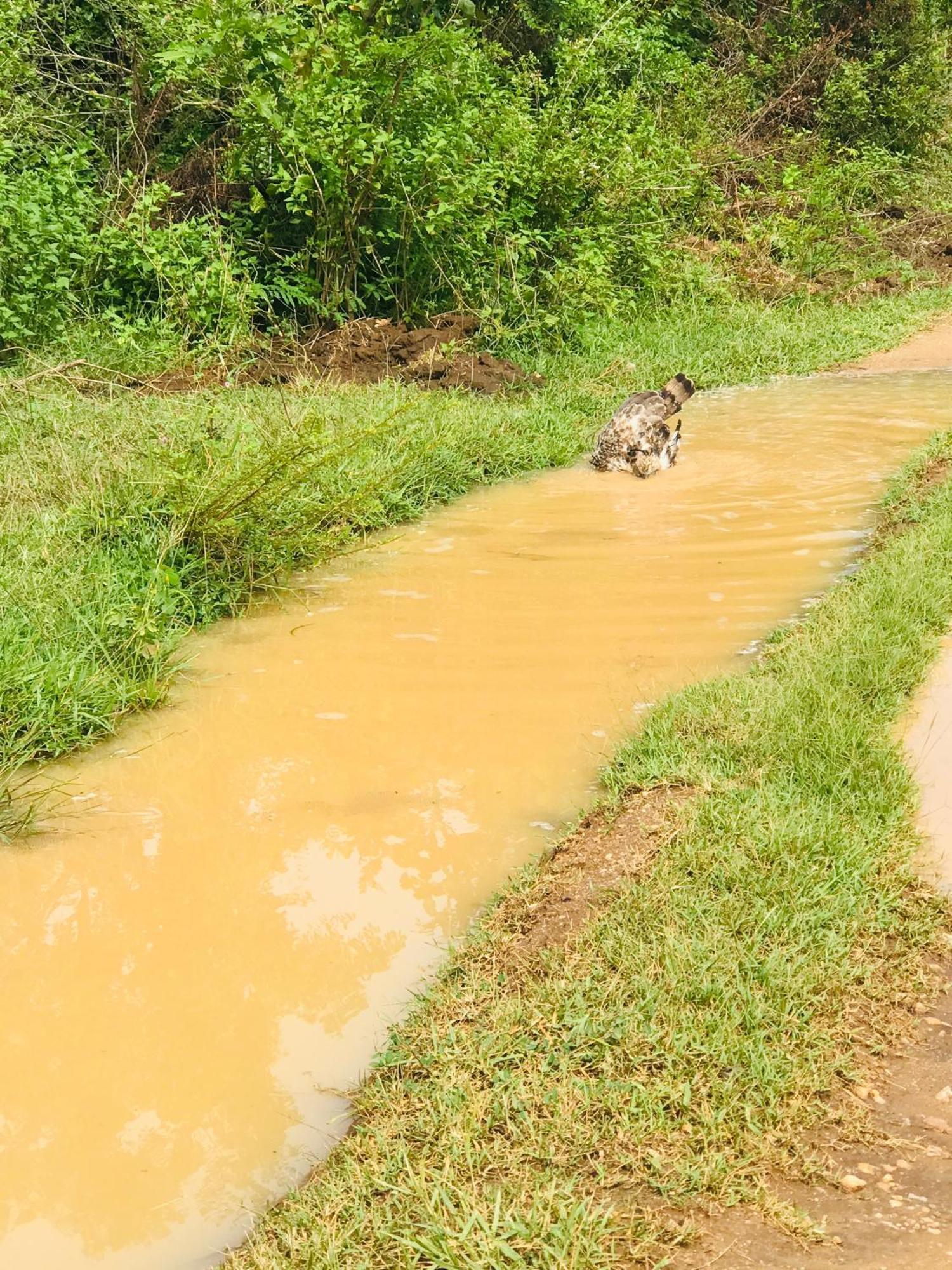 Nature Park Udawalawe Bagian luar foto