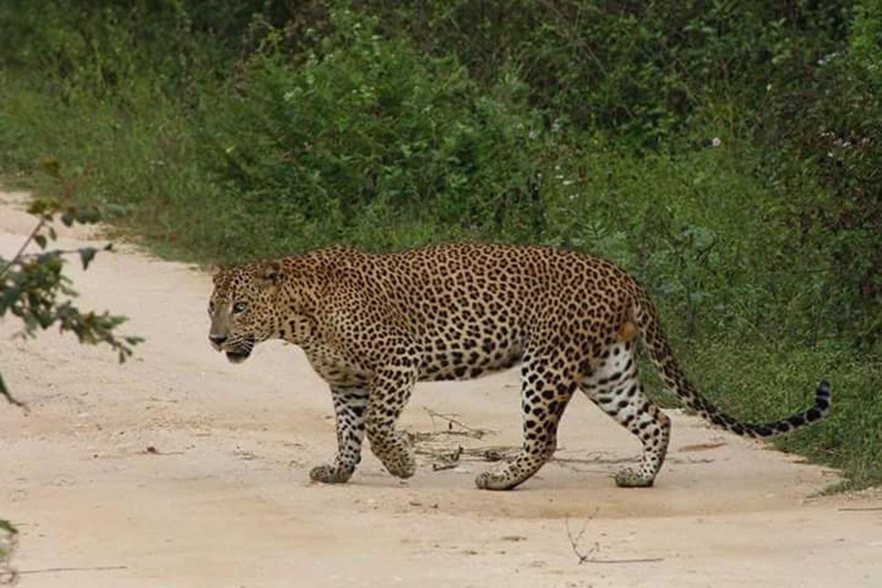Nature Park Udawalawe Bagian luar foto